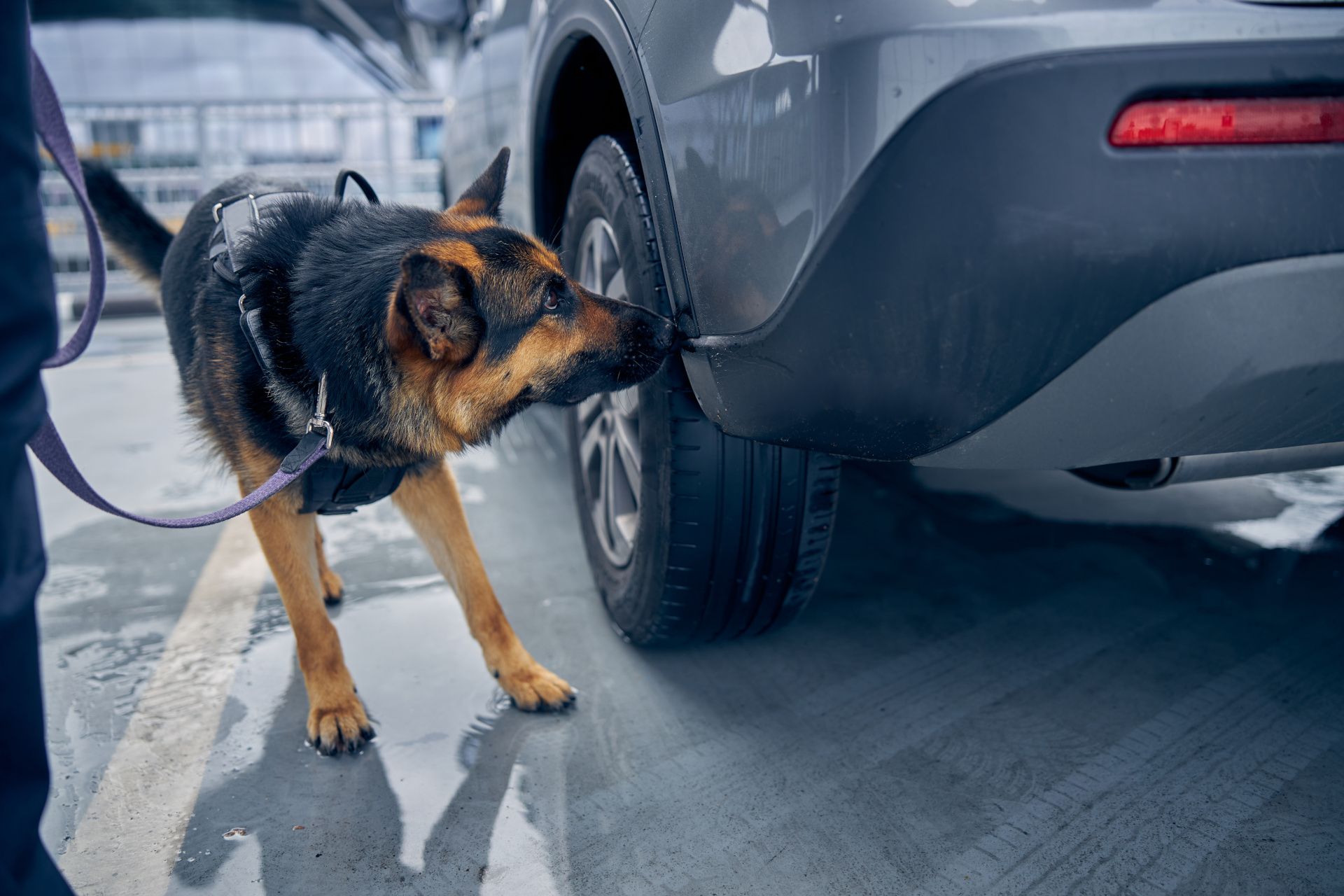 Security K9 Guard Dog sniffing around car undergoing drug detection