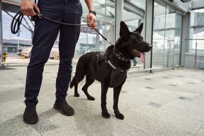 Dog handler holding guard dog by leash